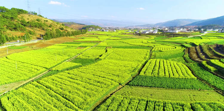 水溶肥消泡剂